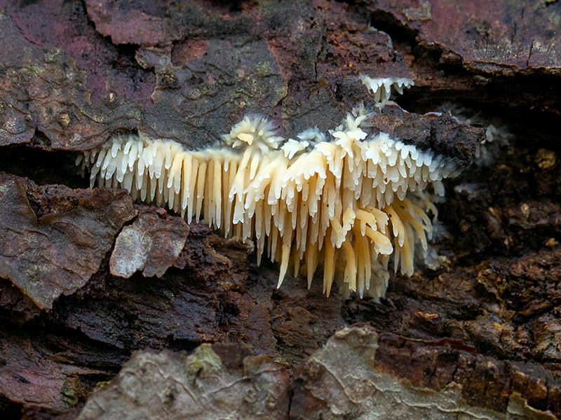 Asian Beauty Fungus
