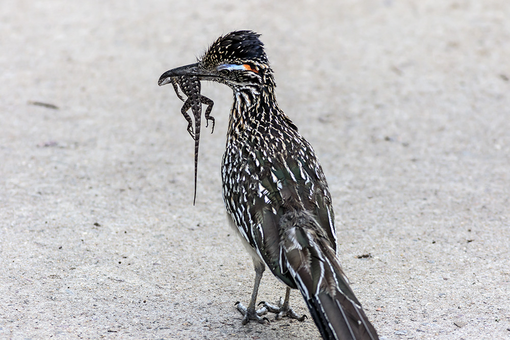 Greater Roadrunner