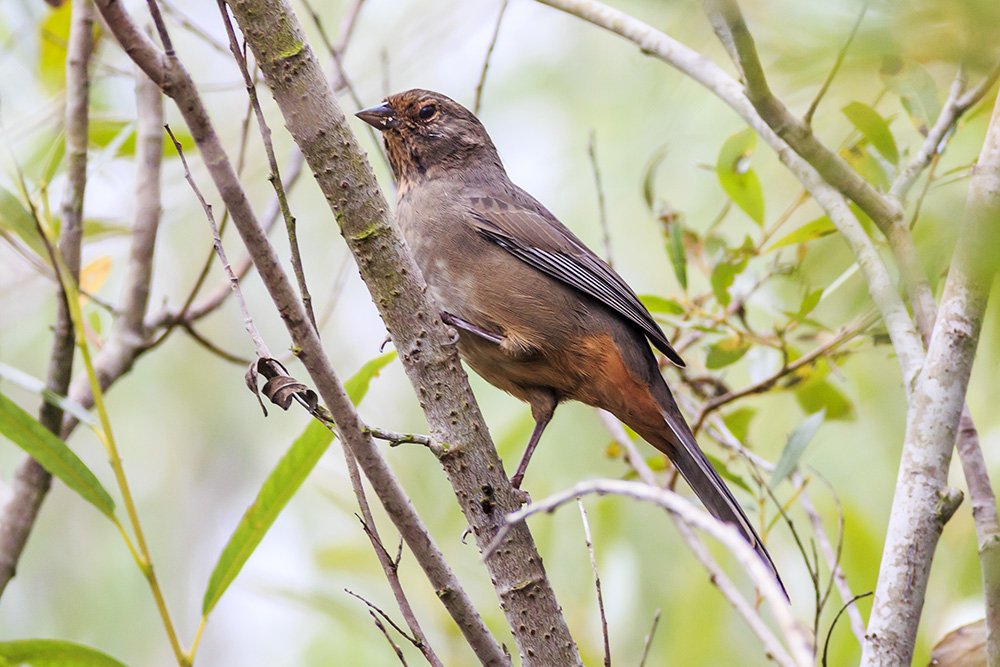 California Towhee