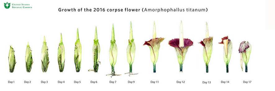 Corpse Flower (<em>Amorphophillus titanum</em>)