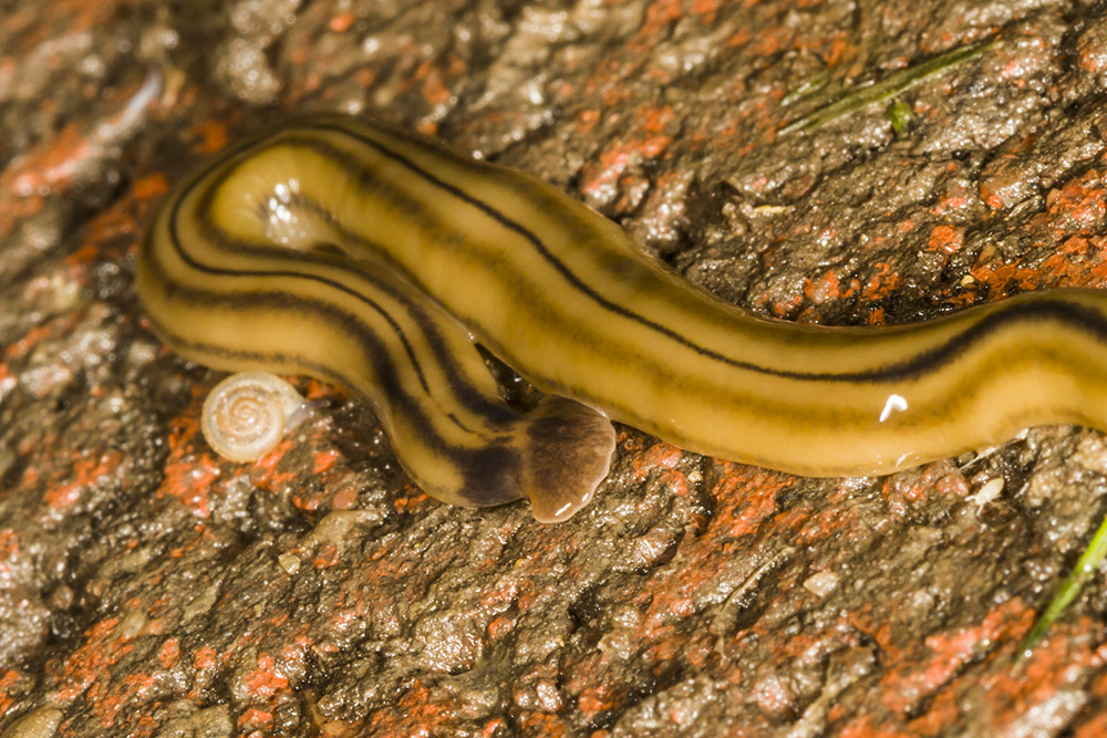 Hammerhead Worm ( Bipalium kewense ) photo Dennis Ancinec photos at