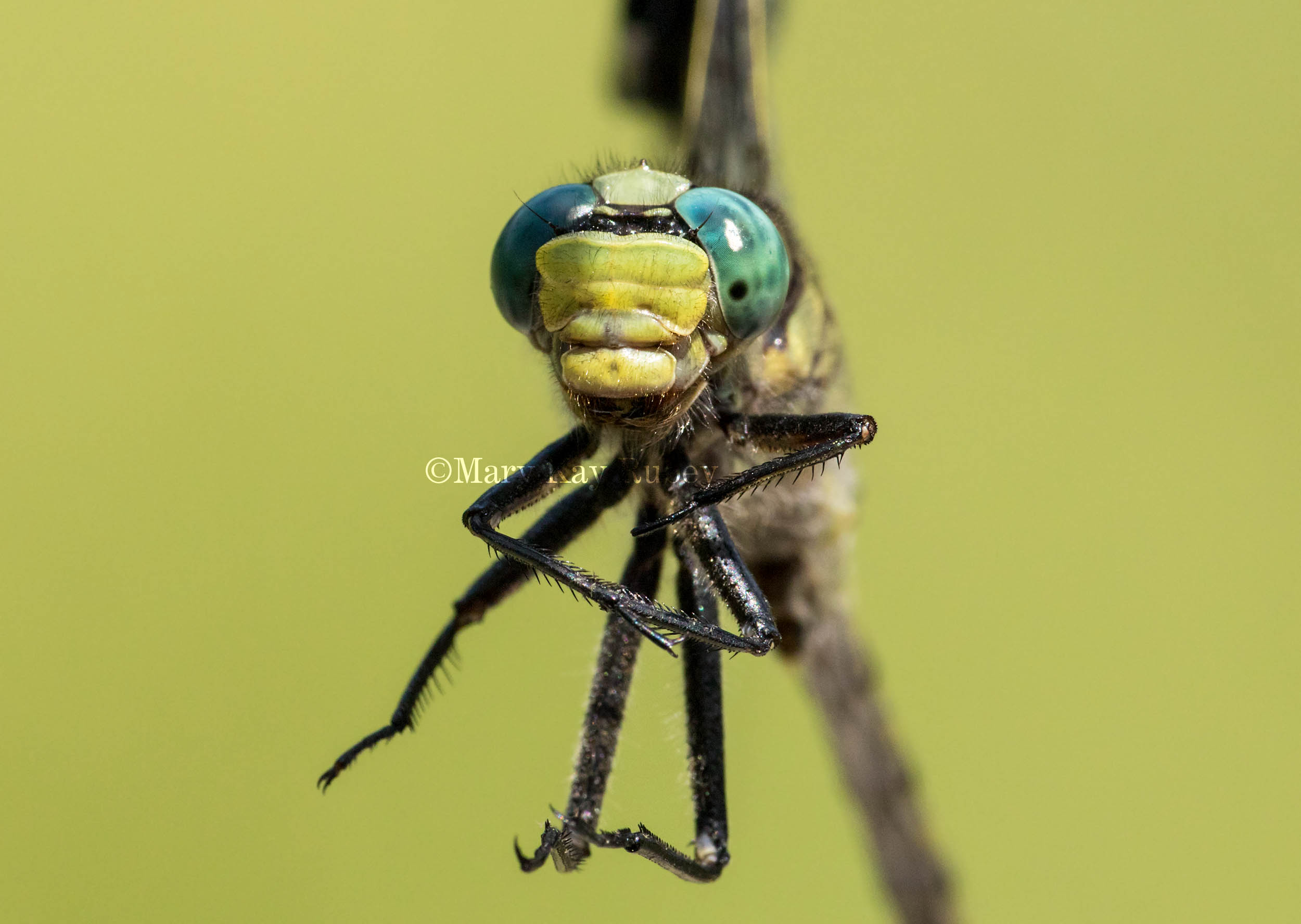 Unicorn Clubtail male #2016-004 face + horn on occiput _MKR1717.jpg