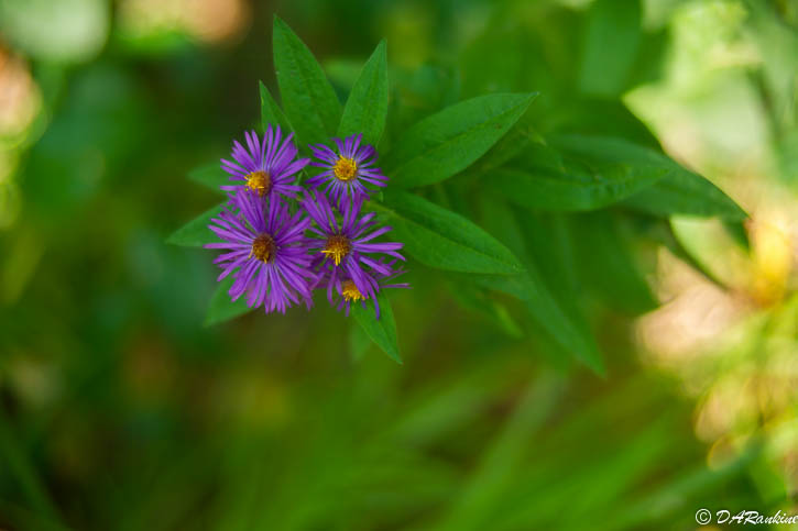 Asters in my shadow