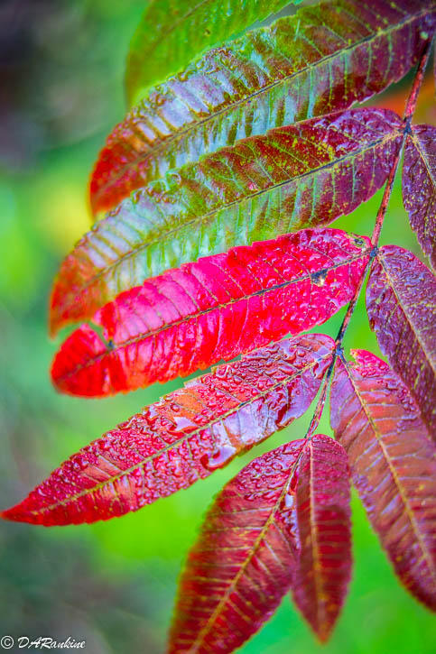 Sumac Leave and Dewdrops
