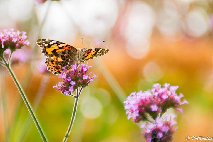 Painted Lady