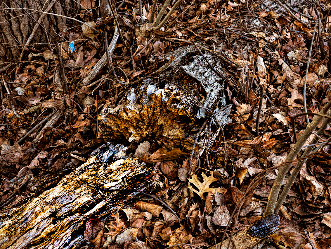 Abstract of a rotting log in the woods.