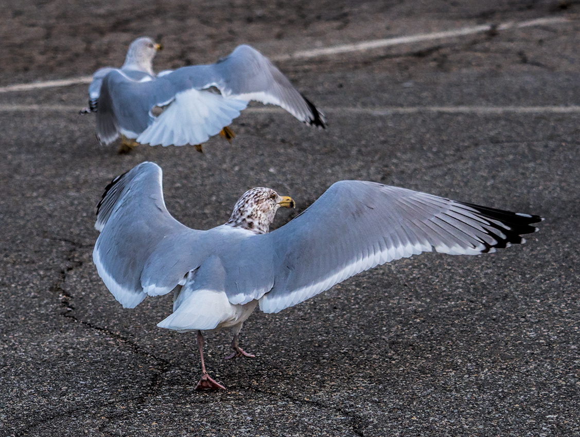 The Dance of the Gulls