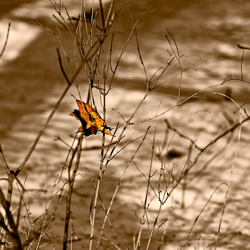 Leaf in winter
