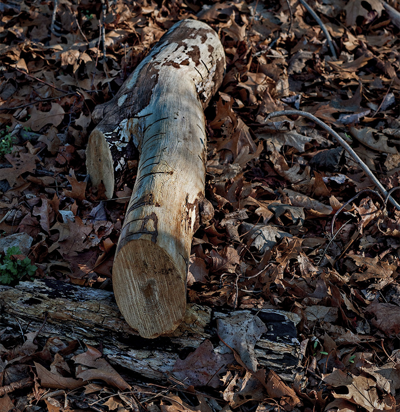 Log at rest