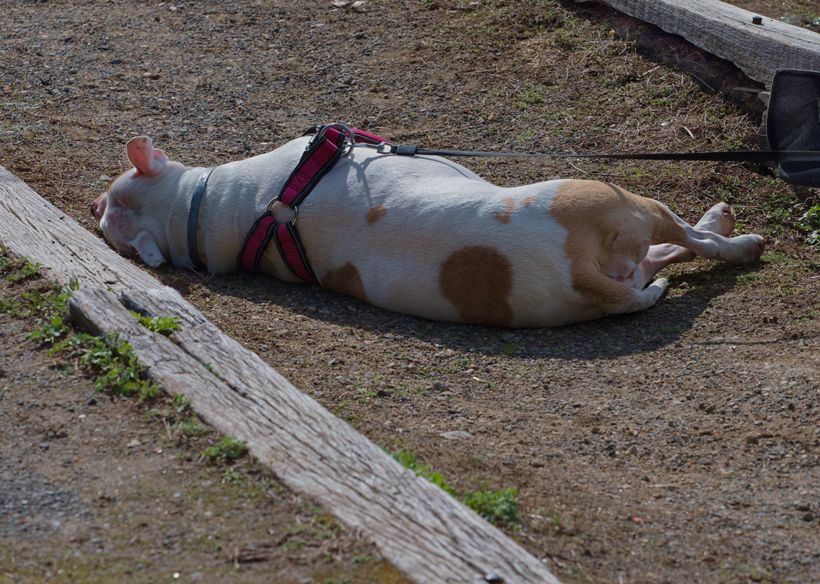 Sunning itself 