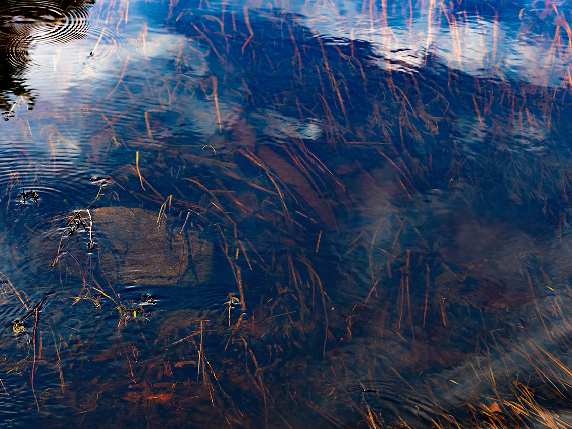 Pond - Chatfield State Park