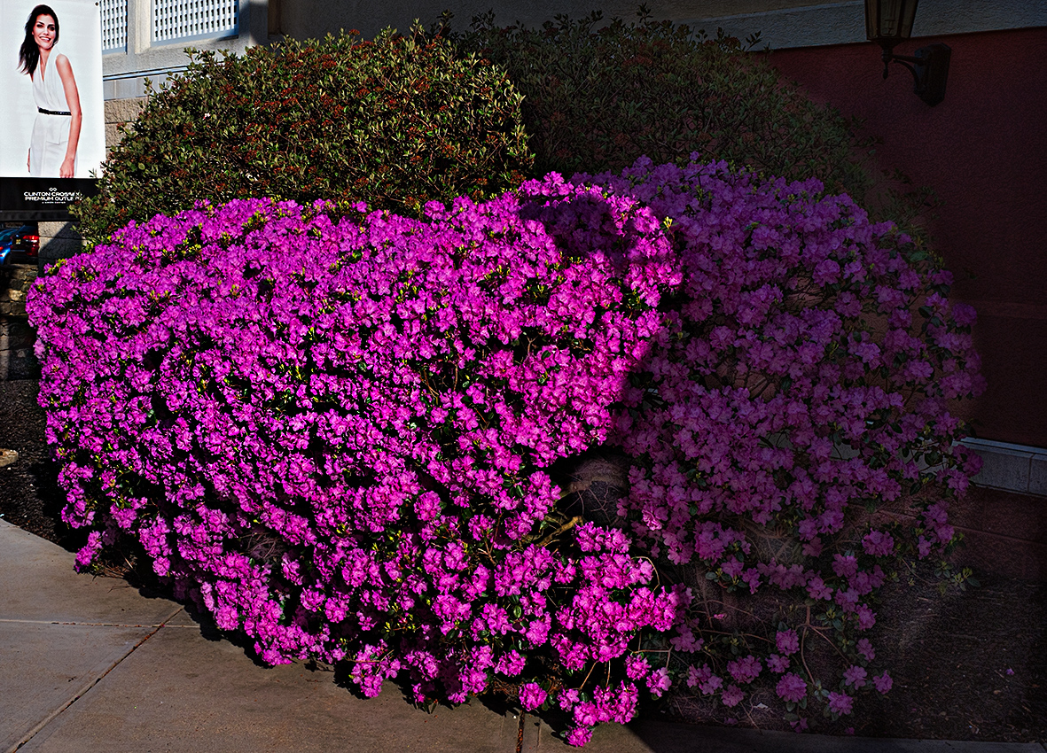 April in Connecticut- Azaleas at the mall