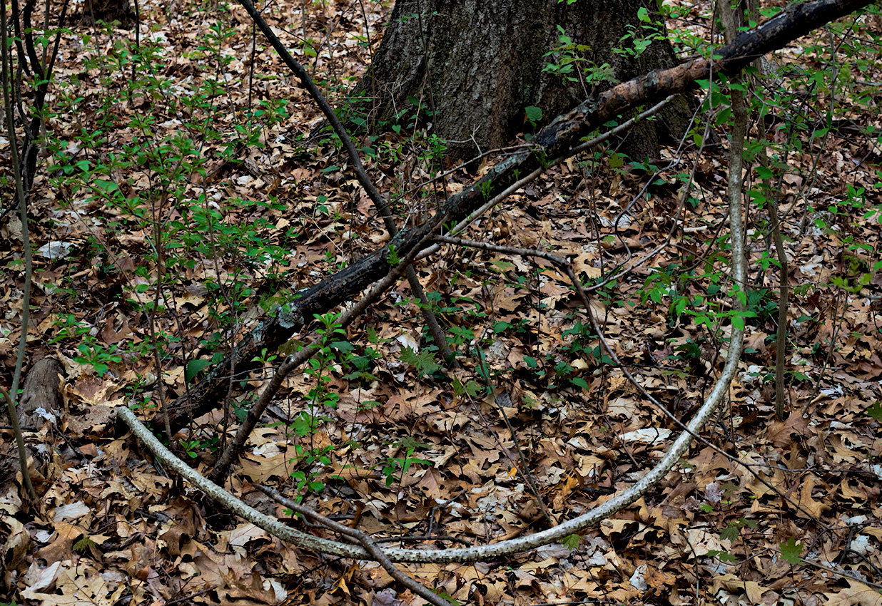 A Bow & Arrow - April in Connecticut