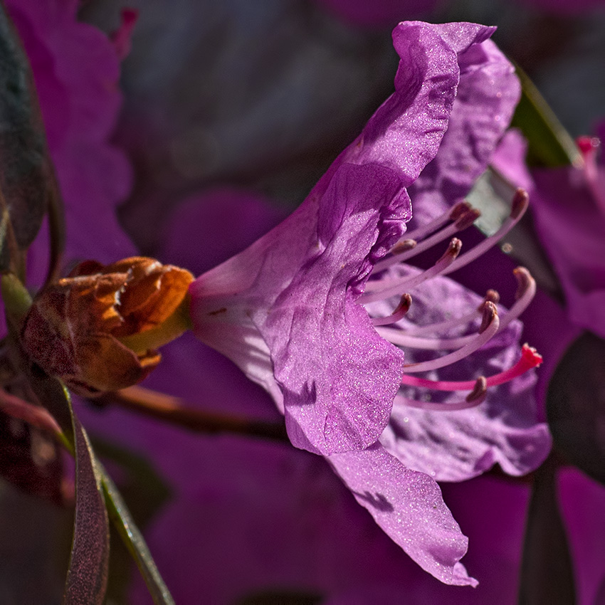 April in Connecticut  - Azalea 
