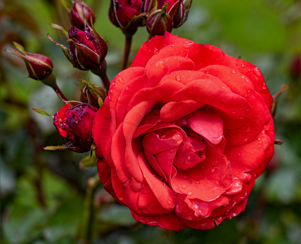 Rose in garden at Muckross House