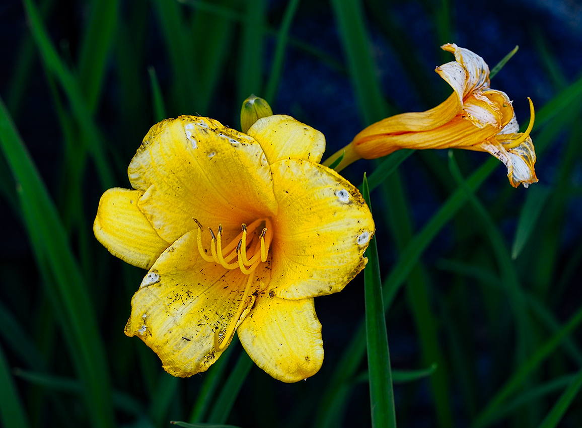 A ragged beauty
