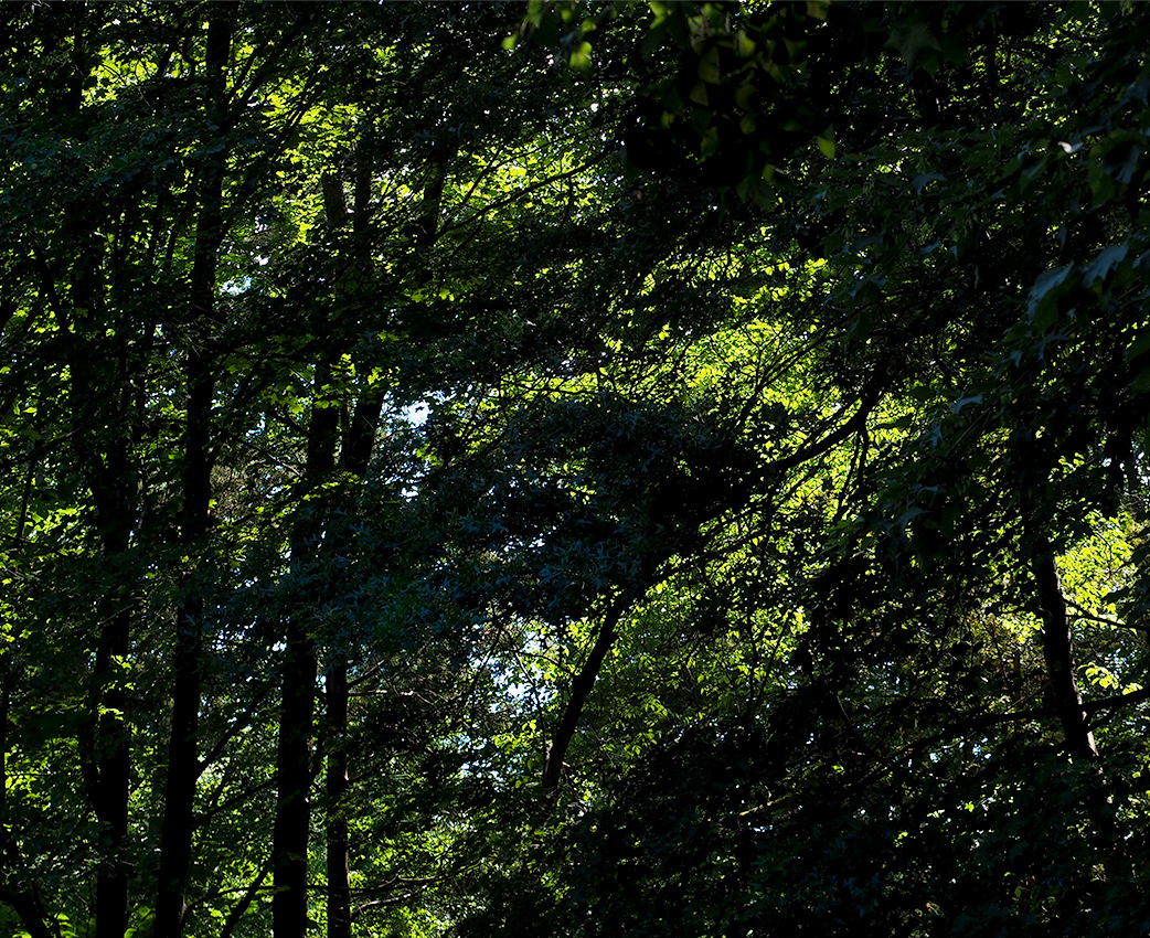 Summer light through the trees