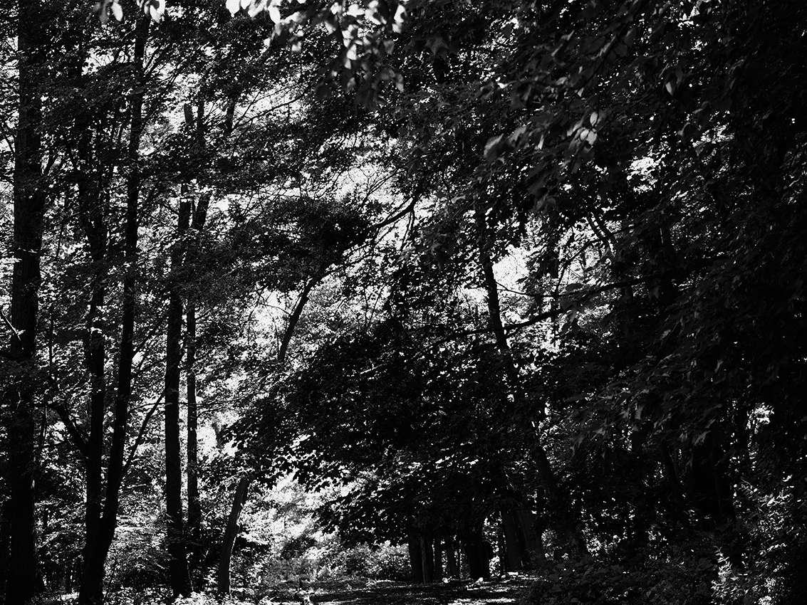 Trees