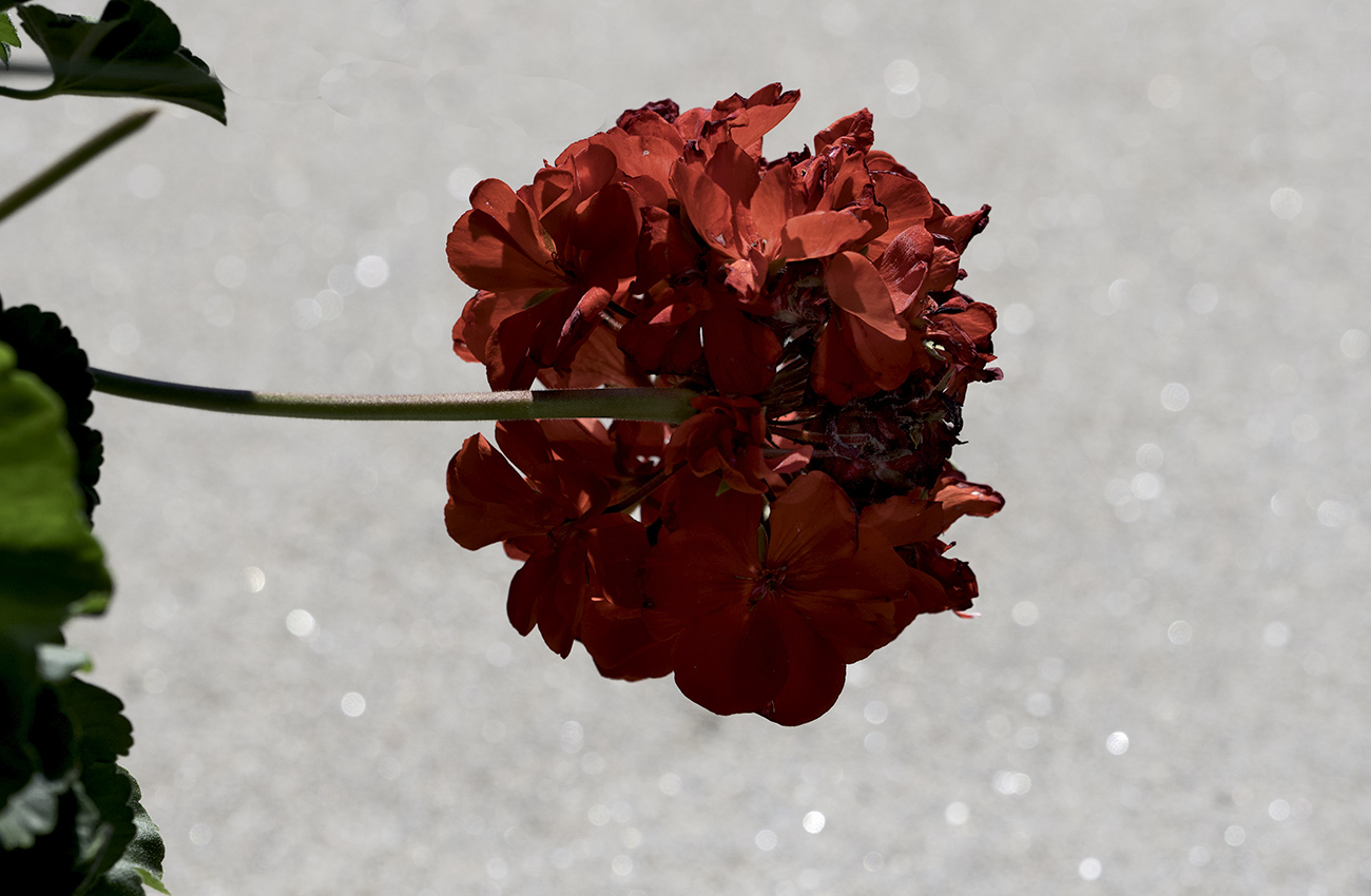 a rose