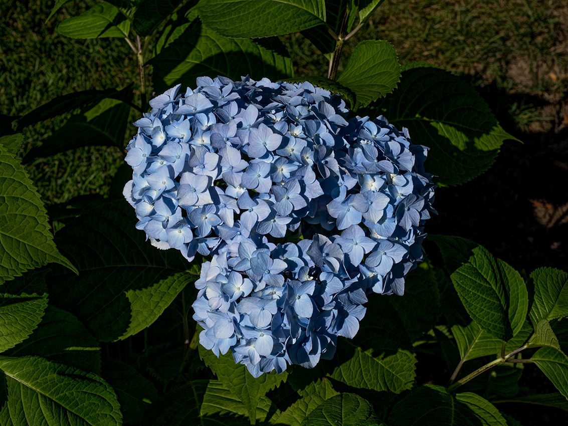blue and green
