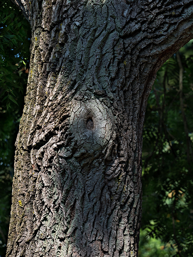 tree bark