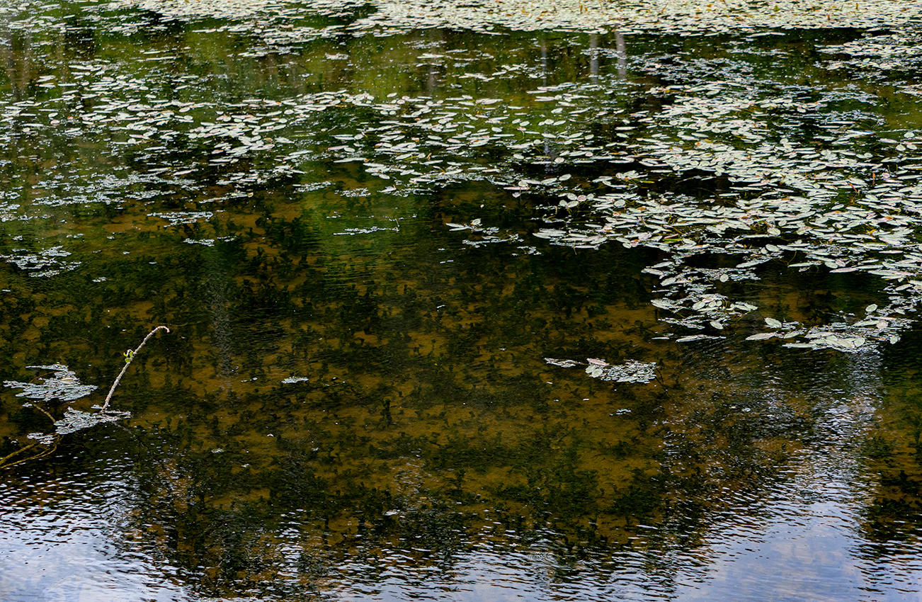 Along the River Lee