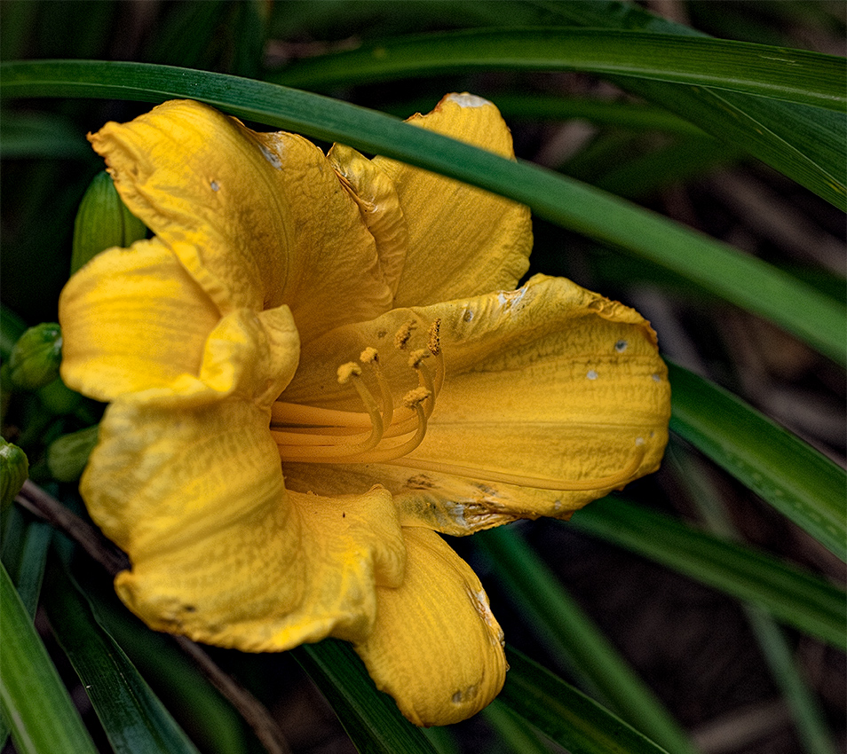 daylily