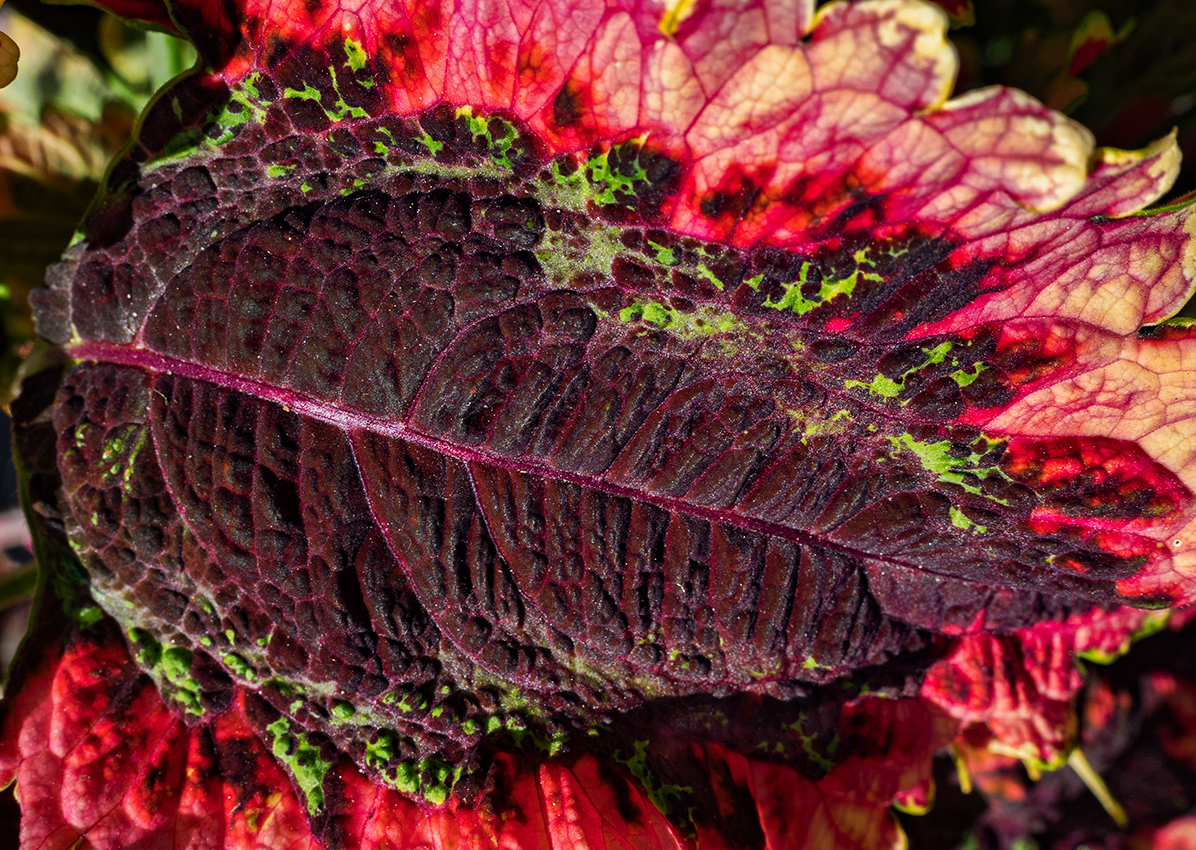 color & textures