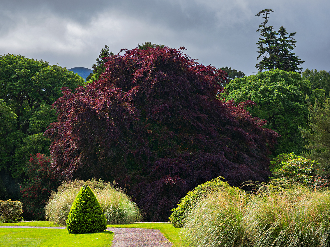 sunlight on a garden