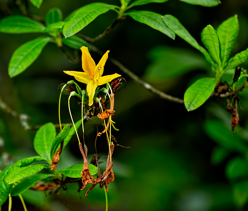 Fota Wildlife Park Gardens