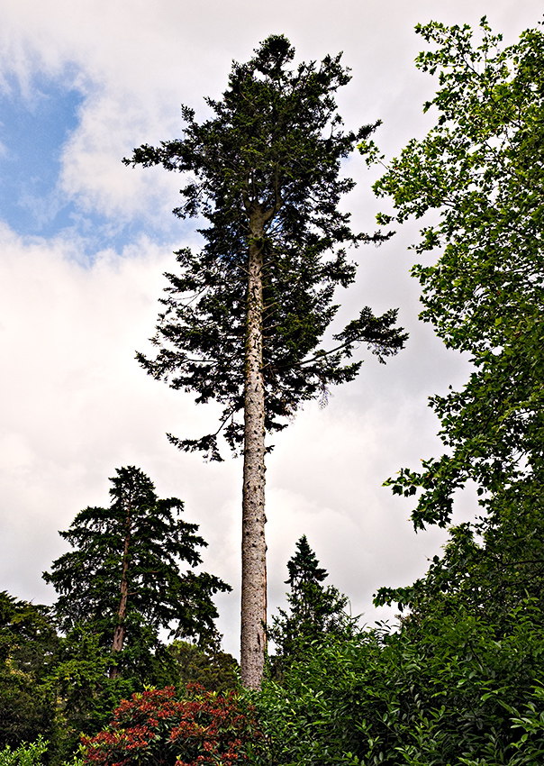 Fota Wildlife Park Gardens