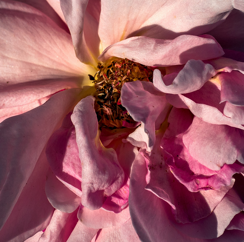 last rose 