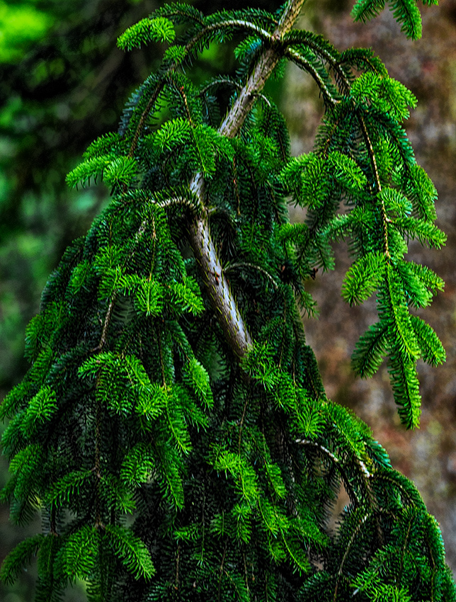 Fota Wildlife Park Gardens