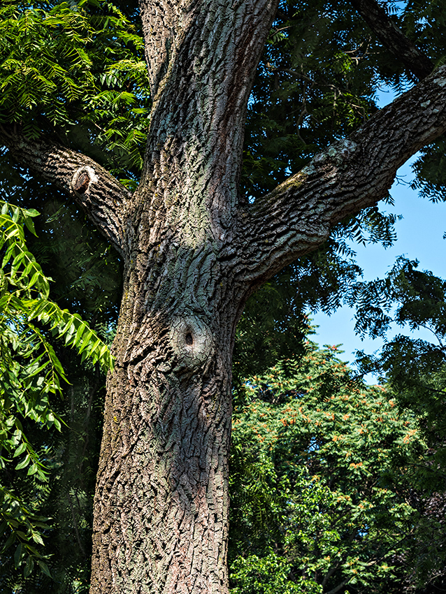 tree trunk