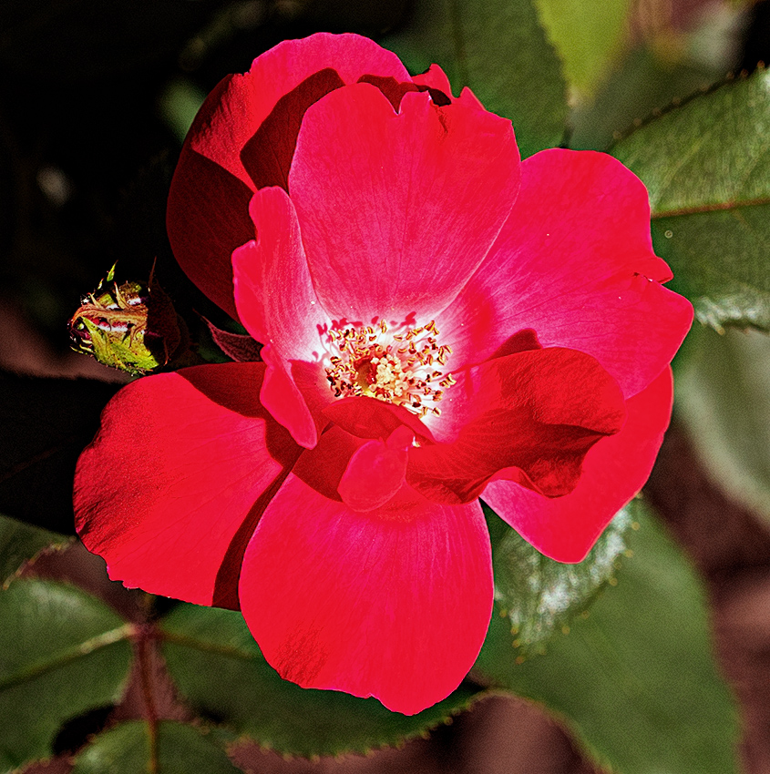 flower outside a mall