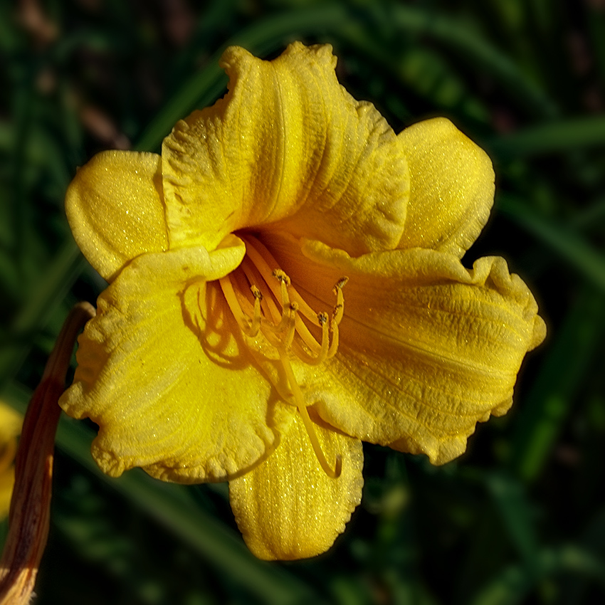 yellow, textures