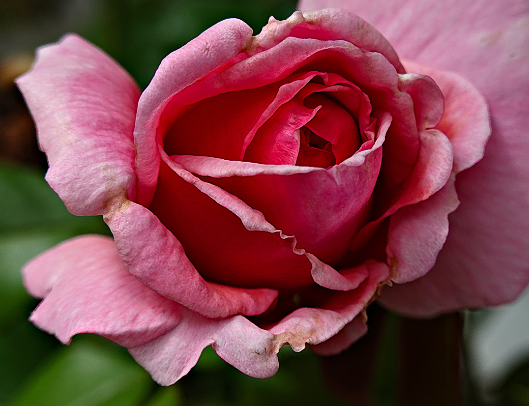 rose