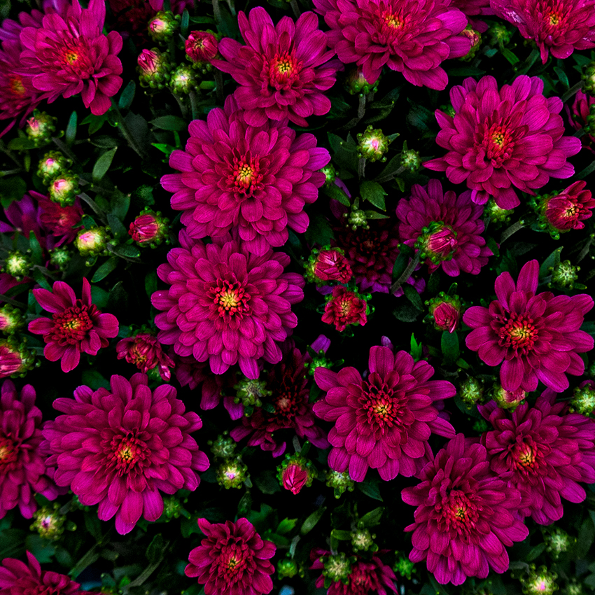 flowers for sale at Walmart