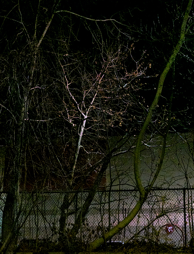 winter, night lighting, parking lot, tree