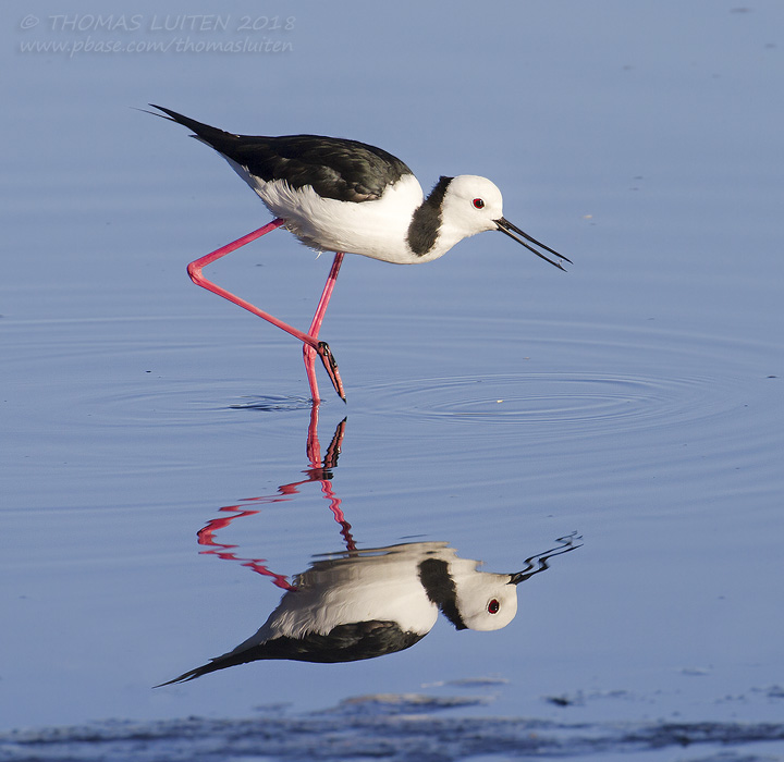 White-headed Stilt - Australische Steltkluut - Himantopus leucocephalus