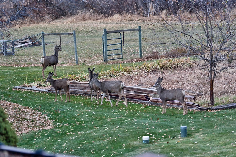 4142  Deer.jpg