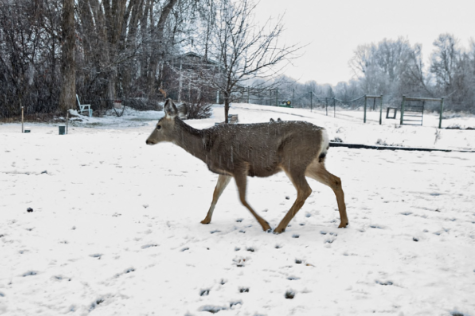 0241 Deer and snow