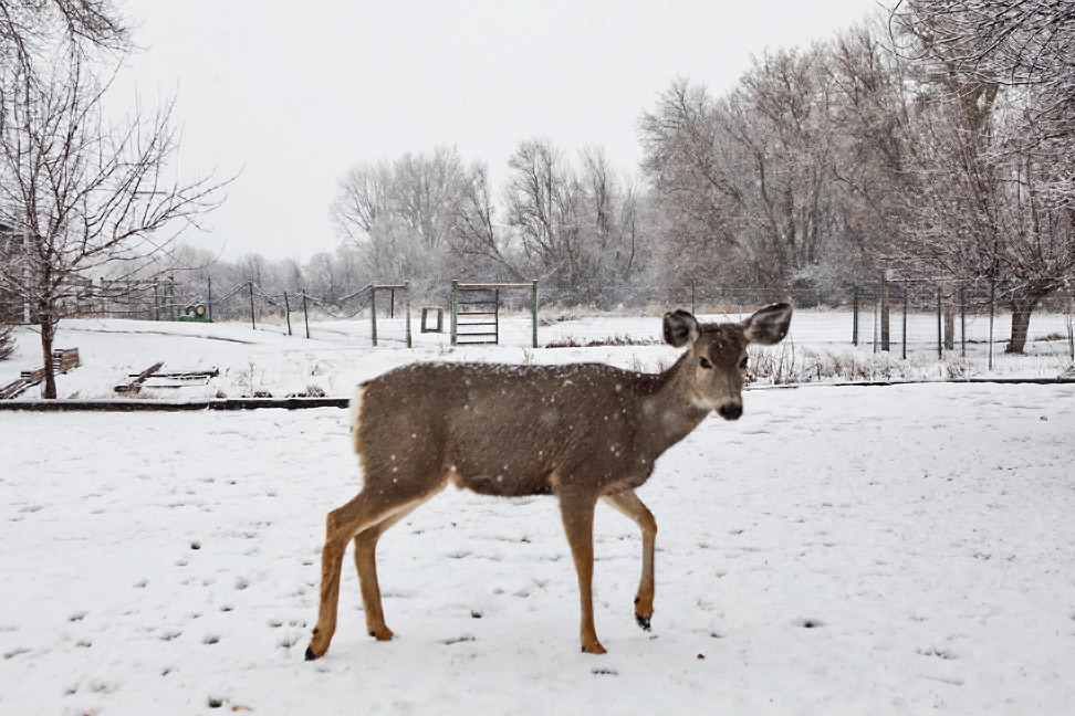 0242 Deer and snow