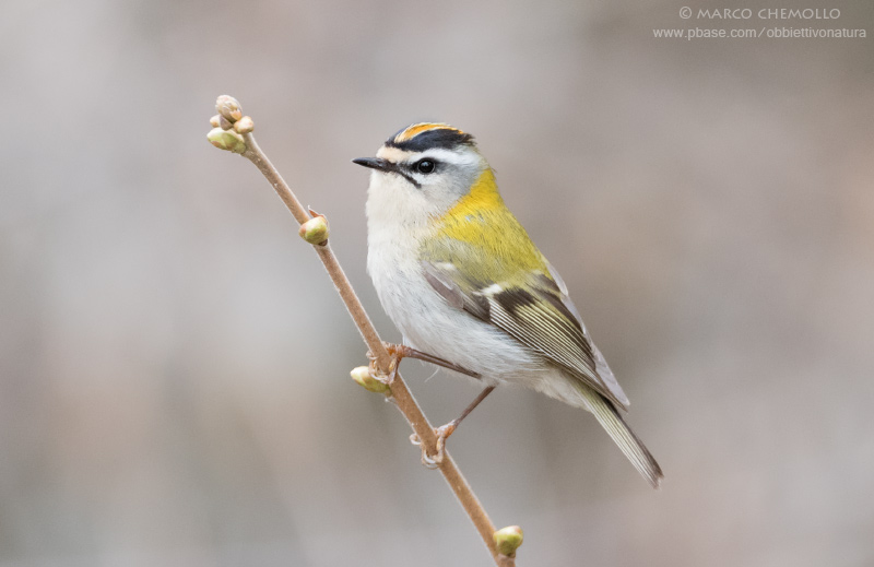 Firecrest - Fiorrancino (Regulus ignicapillus)