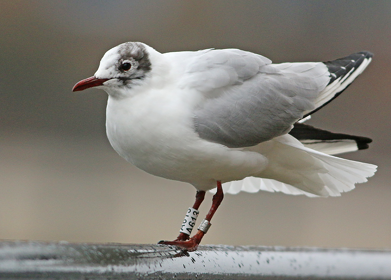 Kokmeeuw-A613