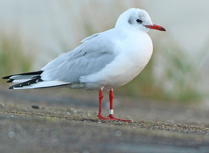 Kokmeeuw-3697172