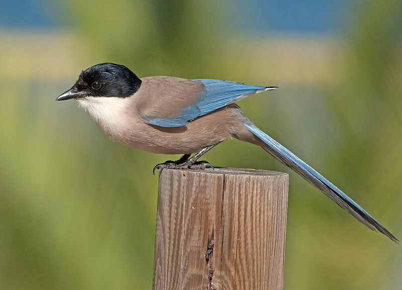 Blauwe Ekster 2