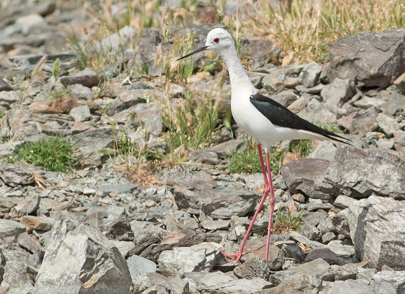 Steltkluut 1