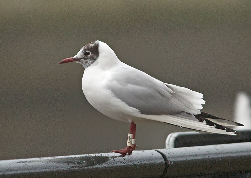 Kokmeeuw-X-P
