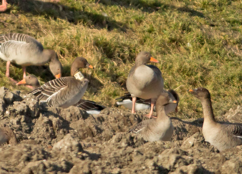 Toendrarietgans-ASV